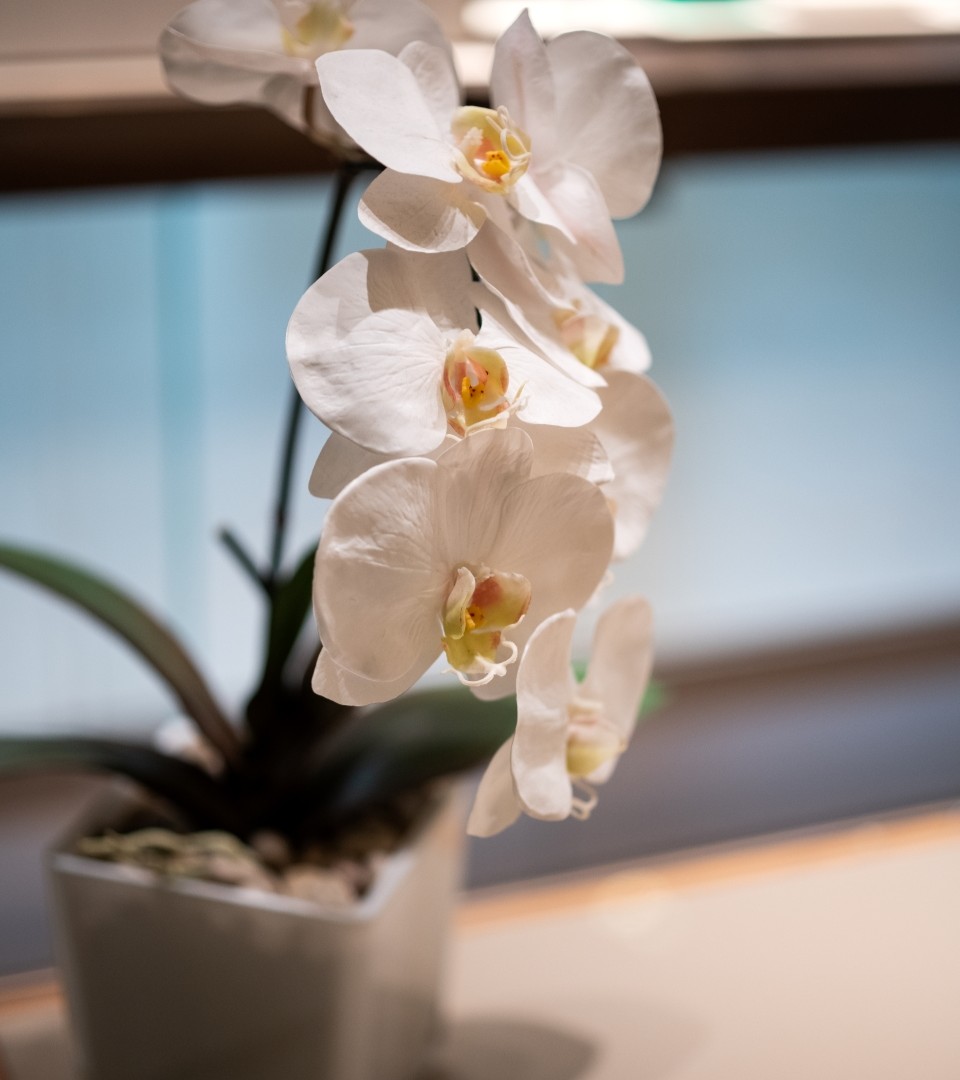 Image of Orchid Flowers