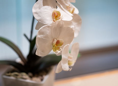 Image of Orchid Flowers Image of Orchid Flowers