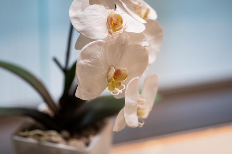 Image of Orchid Flowers